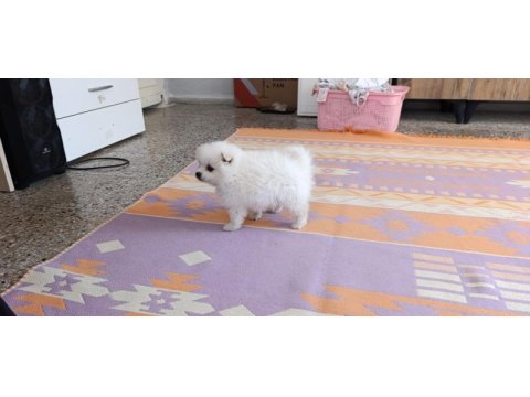 Pomeranian boo erkek ve dişi yavrularımız