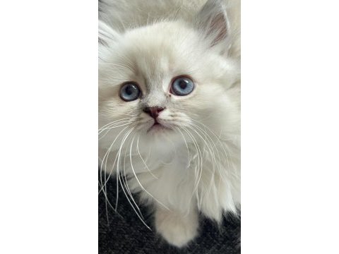 Evinizin yeni yıldızı british longhair