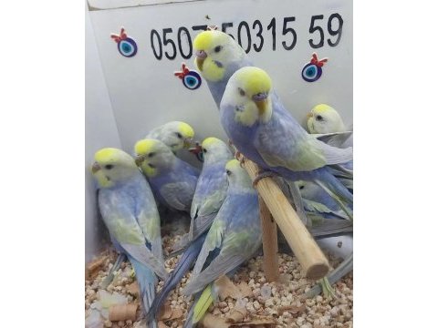 35-40 günlük muhabbet kuşları yavruları