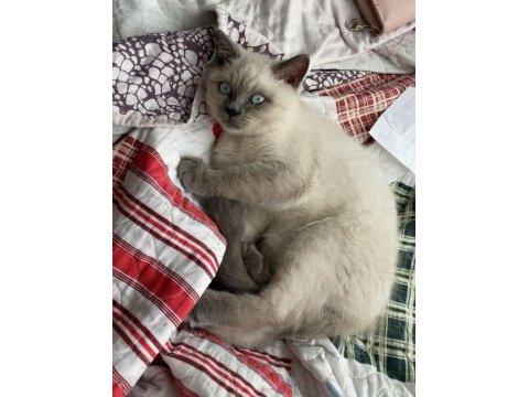 Yavru british shorthair yeni yuvasına hazır