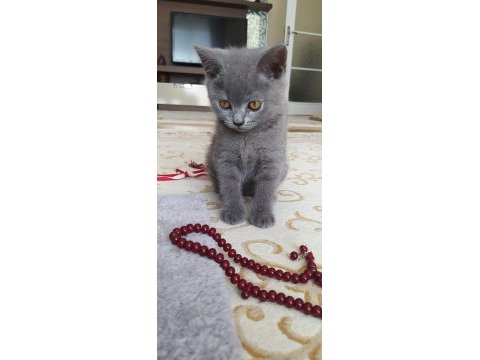 2.5 aylık british shorthair erkek