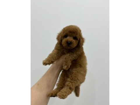 Toy poodle erkek yavrumuz yeni yuvasını arıyor
