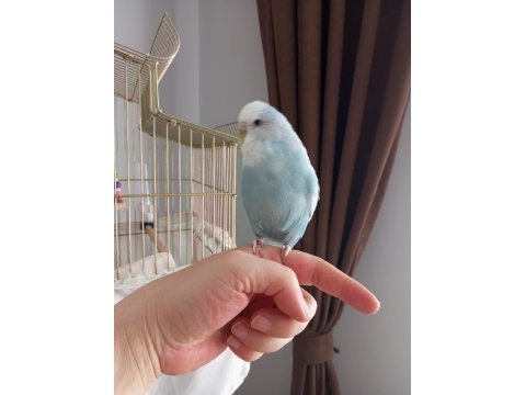 Yerli jumbo muhabbet kuşu duman