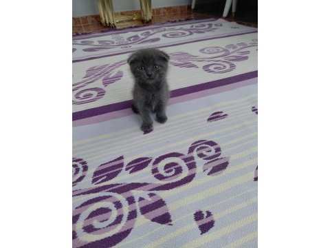 Scottish fold kediler