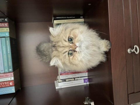 Uysal ve akıllı özel bir british longhair