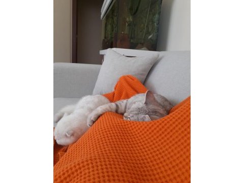 British shorthair tabby