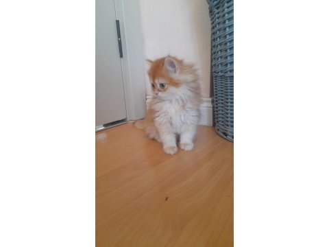 Show kalite golden longhair british yavrularımız