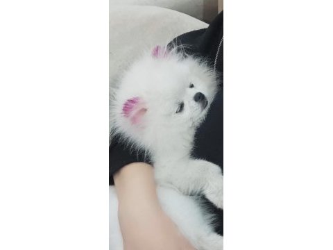 Bembeyaz pomeranian boo