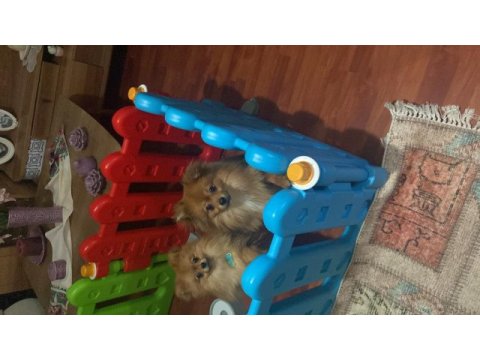 Safkan 10 aylık spitz