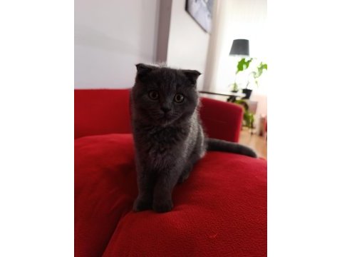Kaliteli uygun puanlı scottish fold
