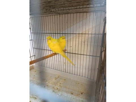 Jopnes iki takım yumurta hazırlığında muhabbet kuşu