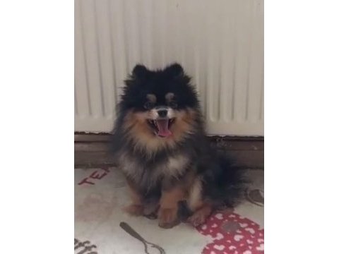 Dişi 1 yaşında pomeranian boo