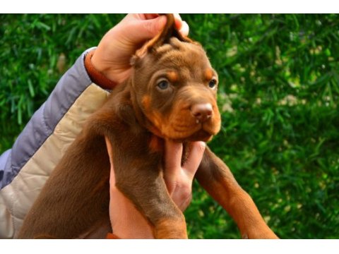 Fcı kıf şecereli a class doberman yavrularımız