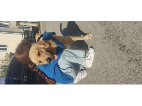 Şans köpeğim golden retriever