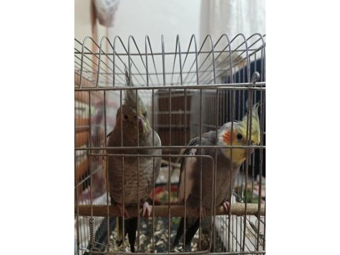 Ayrılamayan ikiz sultan papağanı