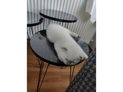 Scottish fold kedimize yuva aranıyor
