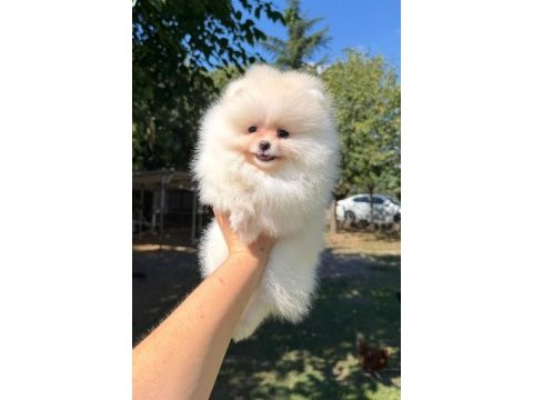 Sağlık ve ırk garantili pomeranian
