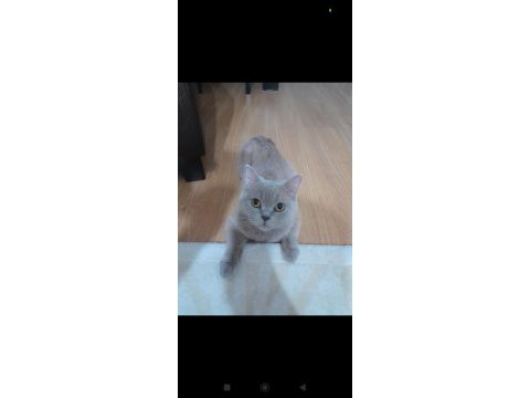 British shorthair ücretsiz sahiplendirme