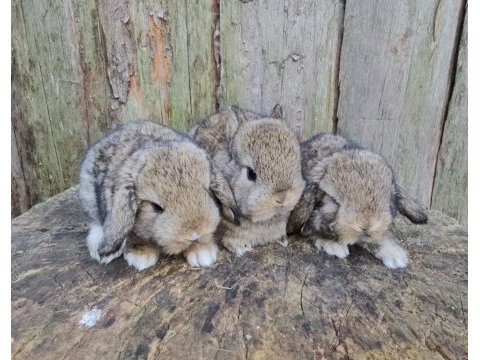 Mini lop ve cüce tavşan bebeklerimiz