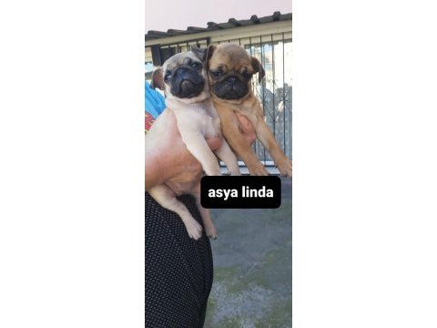Erkek pug mops