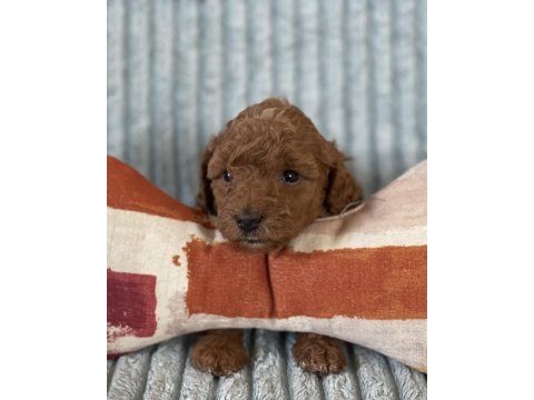 Eşsiz güzellikte toy poodle yavrumuz