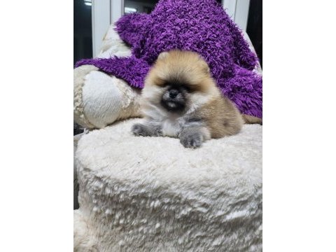 Orjinal ırkının en iyisi muhteşem kürk yapısı pomeranian