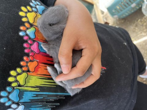 Hollanda cüce yavruları ve hollanda teddy lop tavşanları