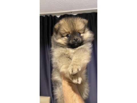 Pomeranian ayı surat yavrularımız