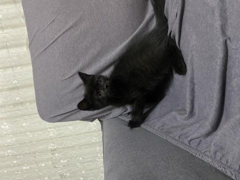 Siyah british shorthair gece
