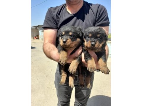 Safkan rottweiler yavruları