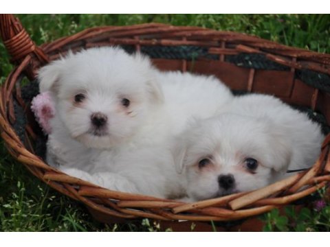Maltese yavrular