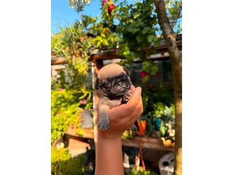 Pug yavrularımız