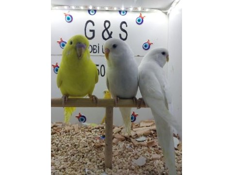 Muhabbet kuşu yavruları