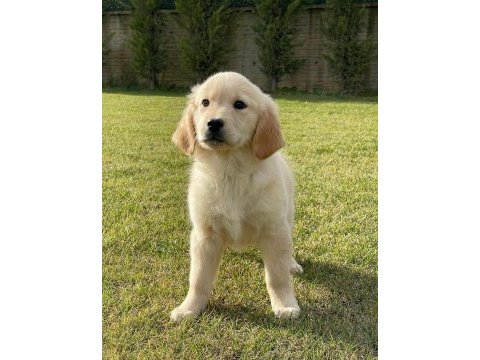 Baby face golden bebeklerimiz aşıları tam