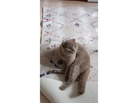 Scottish fold erkek 12 aylık
