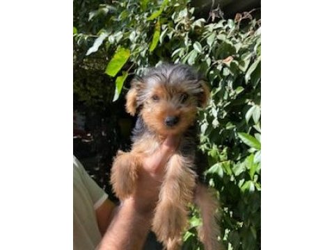 Terrier yavrularımız