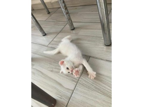 Beyaz mavi gözlü yavru scottish fold