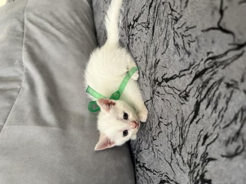 1.5 aylık scottish fold yavru kedimiz
