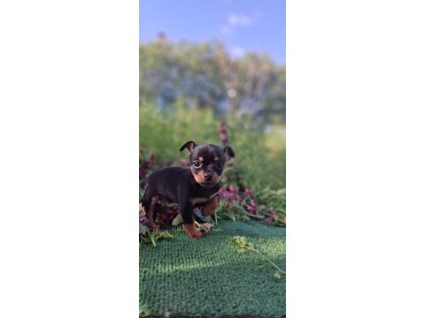 Teslime hazır yavru köpeklerimiz