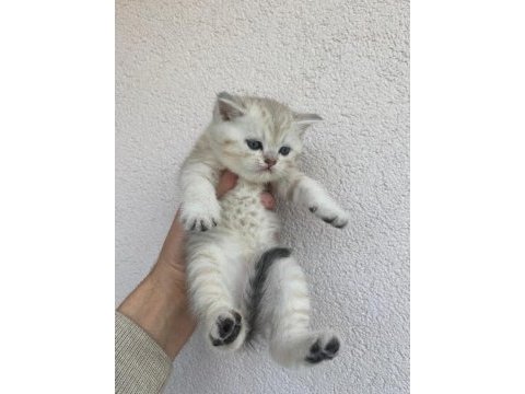 British shorthair