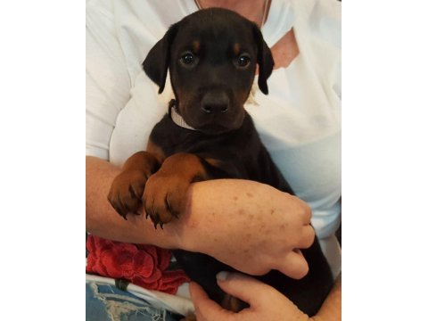 Doberman yavrularımız
