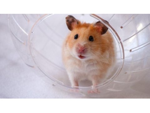 Yavru hamster ve kafes kampanya çocuklara özel