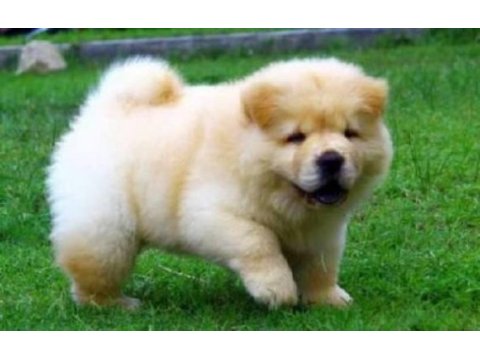 Chow chow yavrusu