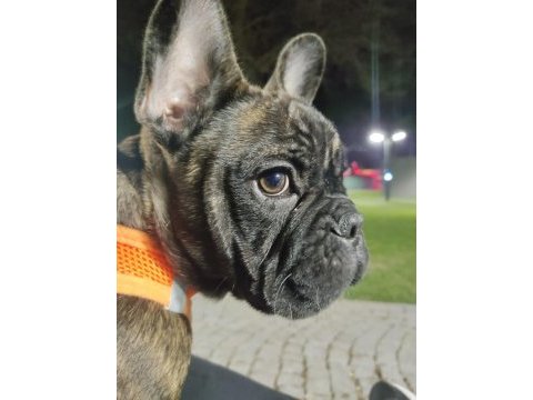 French bulldog köpeğimiz zed için yuva arıyoruz