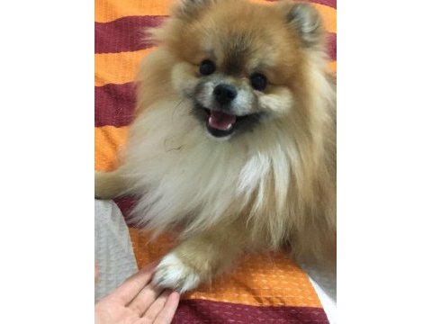 13 aylık pomeranian