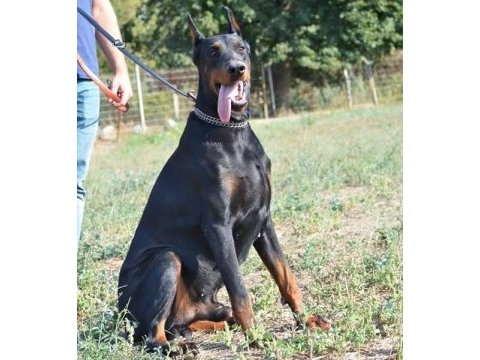Doberman yavrularımız ırk garantilidir