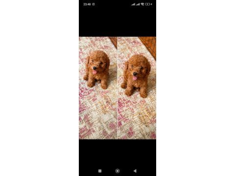 Sağlık kg cm garantili tuvalet eğitimli erkek poodle