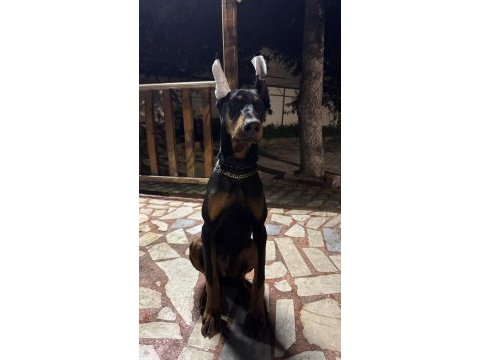 6 aylık doberman