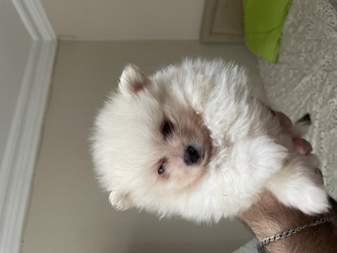 Pomeranian boo parazit uygulaması yapılmış 35 günlük