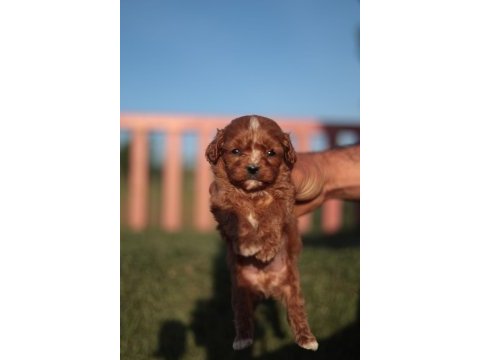 Maltipoo yavrular